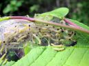 Yponomeuta_evonymellus_larva_tuomenkehraajakoi_toukka_IMG_5985.JPG