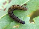 Yponomeuta_padellus_larva_tarhakehraajakoi_toukka_IMG_2521.JPG