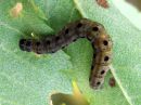 Yponomeuta_padellus_larva_tarhakehraajakoi_toukka_IMG_2522.JPG