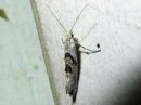 Ypsolopha_asperella_tarhahaahtikoi_IMG_0758.jpg