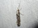 Ypsolopha_asperella_tarhahaahtikoi_IMG_1192.jpg