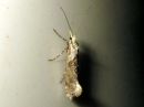 Ypsolopha_asperella_tarhahaahtikoi_IMG_3026.JPG