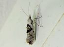 Ypsolopha_asperella_tarhahaahtikoi_IMG_6060.jpg