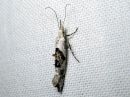Tiedostonimi=Ypsolopha_asperella_tarhahaahtikoi_IMG_6175.JPG
Tiedostokoko=57kt
Koko=600x449
Lisätty=28.02.2015 Ypsolopha_asperella_tarhahaahtikoi_IMG_6175.JPG