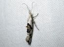 Ypsolopha_asperella_tarhahaahtikoi_IMG_6175.JPG