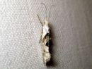 Ypsolopha_asperella_tarhahaahtikoi_IMG_6176.JPG