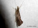 Ypsolopha_chazariella_kasaarihaahtikoi_27_7_2015_28229.jpg