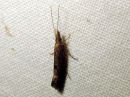 Ypsolopha_chazariella_kasaarihaahtikoi_IMG_2968.JPG