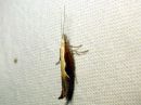 Ypsolopha_dentella_koukkuhaahtikoi_IMG_0223.JPG