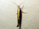 Ypsolopha_dentella_koukkuhaahtikoi_IMG_0230.JPG