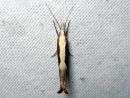 Ypsolopha_dentella_koukkuhaahtikoi_IMG_2907.JPG