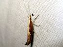 Ypsolopha_dentella_koukkuhaahtikoi_IMG_6622.JPG