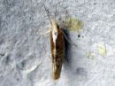 Ypsolopha_lucella_tammihaahtikoi_IMG_2162.jpg