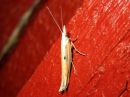 Ypsolopha_nemorella_lehtohaahtikoi_IMG_3116.JPG