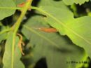 Ypsolopha_parenthesella_cocoon_koivuhaahtikoi_kotelokehto_tammella_2_8_2017.jpg