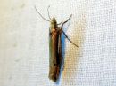 Ypsolopha_parenthesella_koivuhaahtikoi_IMG_2708.JPG