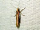 Ypsolopha_parenthesella_koivuhaahtikoi_IMG_4211.JPG