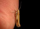 Ypsolopha_parenthesella_koivuhaahtikoi_IMG_5548.JPG