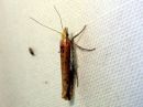 Ypsolopha_parenthesella_koivuhaahtikoi_IMG_7505.JPG