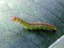 Ypsolopha_parenthesella_larva_koivuhaahtikoi_toukka_IMG_1422.jpg