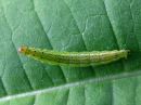 Ypsolopha_parenthesella_larva_koivuhaahtikoi_toukka_IMG_1424.jpg