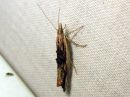 Ypsolopha_scabrella_pihlajahaahtikoi_IMG_1039.JPG