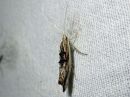 Ypsolopha_scabrella_pihlajahaahtikoi_IMG_5439.jpg