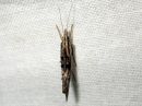 Ypsolopha_scabrella_pihlajahaahtikoi_IMG_7642.JPG