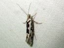 Ypsolopha_sequella_vaahterahaahtikoi_IMG_0509.JPG