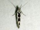 Ypsolopha_sequella_vaahterahaahtikoi_IMG_0510.JPG