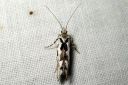 Ypsolopha_sequella_vaahterahaahtikoi_IMG_0892.jpg