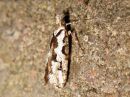 Ypsolopha_sequella_vaahterahaahtikoi_IMG_0894.JPG