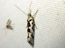 Ypsolopha_sequella_vaahterahaahtikoi_IMG_1455.JPG