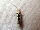 Ypsolopha_sequella_vaahterahaahtikoi_IMG_2697.JPG