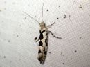 Ypsolopha_sequella_vaahterahaahtikoi_IMG_4215.JPG