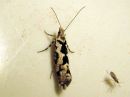 Ypsolopha_sequella_vaahterahaahtikoi_IMG_5478.JPG