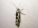 Ypsolopha_sequella_vaahterahaahtikoi_IMG_5814.JPG