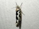 Ypsolopha_sequella_vaahterahaahtikoi_IMG_6144.JPG