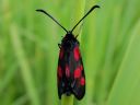 Zygaena_viciae_virnapunatapla_IMG_0329.jpg