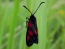 Zygaena_viciae_virnapunatapla_IMG_0331.jpg