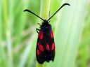 Zygaena_viciae_virnapunatapla_IMG_0333.jpg