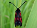 Zygaena_viciae_virnapunatapla_IMG_0337.jpg