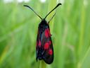 Zygaena_viciae_virnapunatapla_IMG_0340.jpg