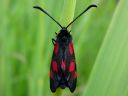 Zygaena_viciae_virnapunatapla_IMG_0341.jpg