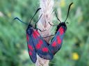 Zygaena_viciae_virnapunatapla_IMG_1145.jpg