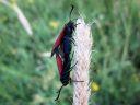 Zygaena_viciae_virnapunatapla_IMG_1149.jpg