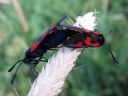 Zygaena_viciae_virnapunatapla_IMG_1152.jpg