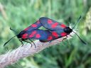 Zygaena_viciae_virnapunatapla_IMG_1156.jpg