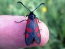 Zygaena_viciae_virnapunatapla_IMG_1166.jpg