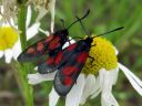 Zygaena_viciae_virnapunatapla_IMG_3754.JPG